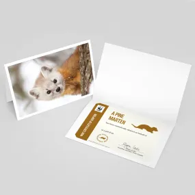 Pine marten adoption card